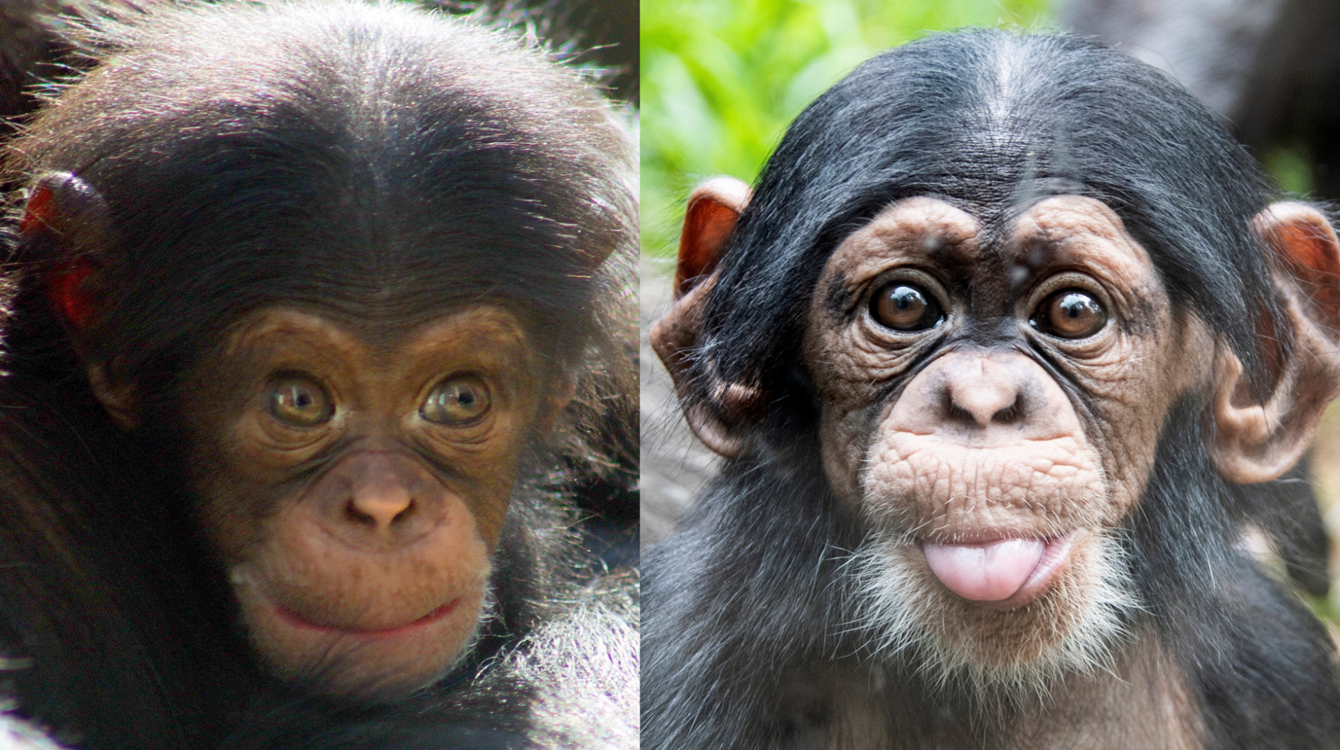 chimp combo.png